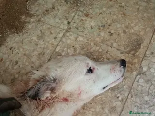 Meticcio cani ADOZ.DEL💔:gli altri cani li aggrediscono!!!!! - Annuncio 33