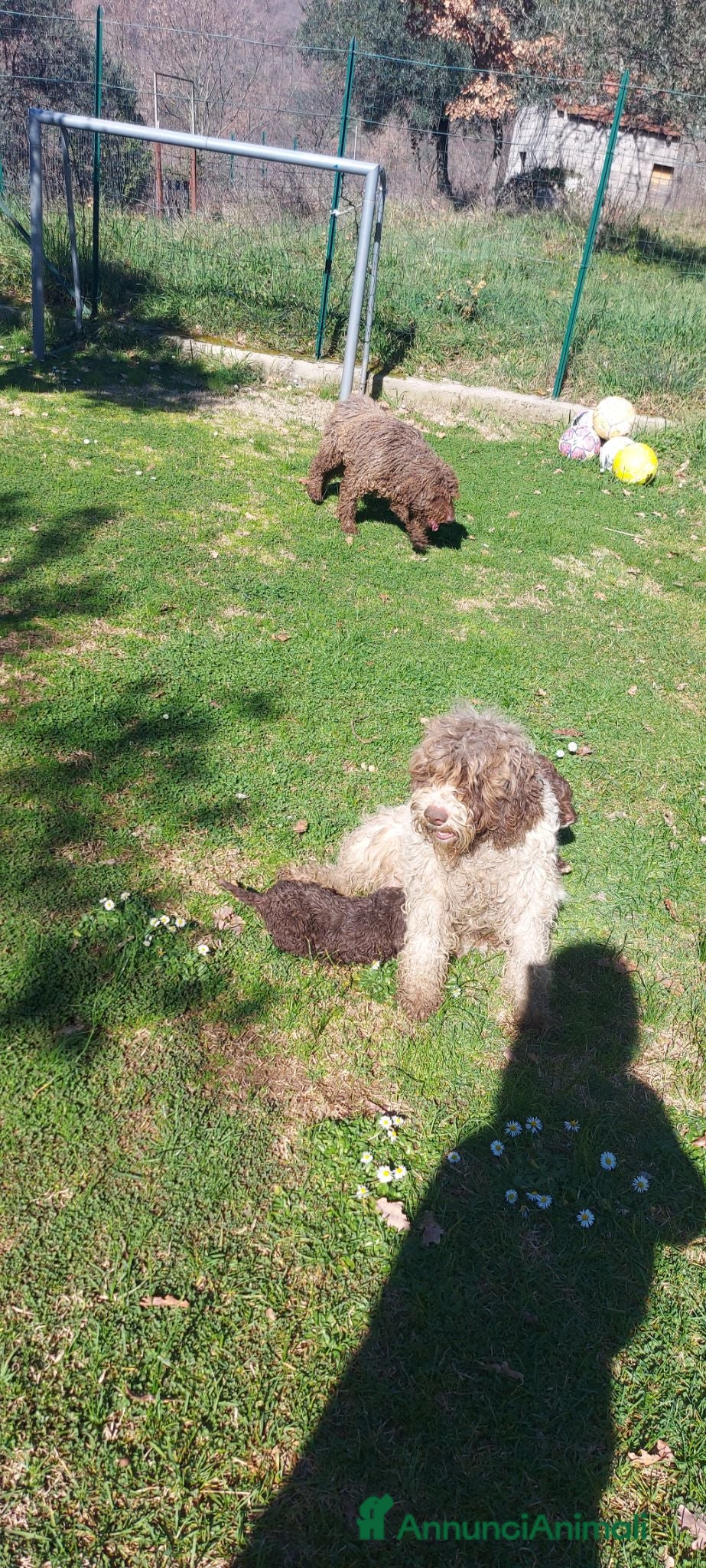Lagotto cani Lagotto romagnolo  - Annuncio 1