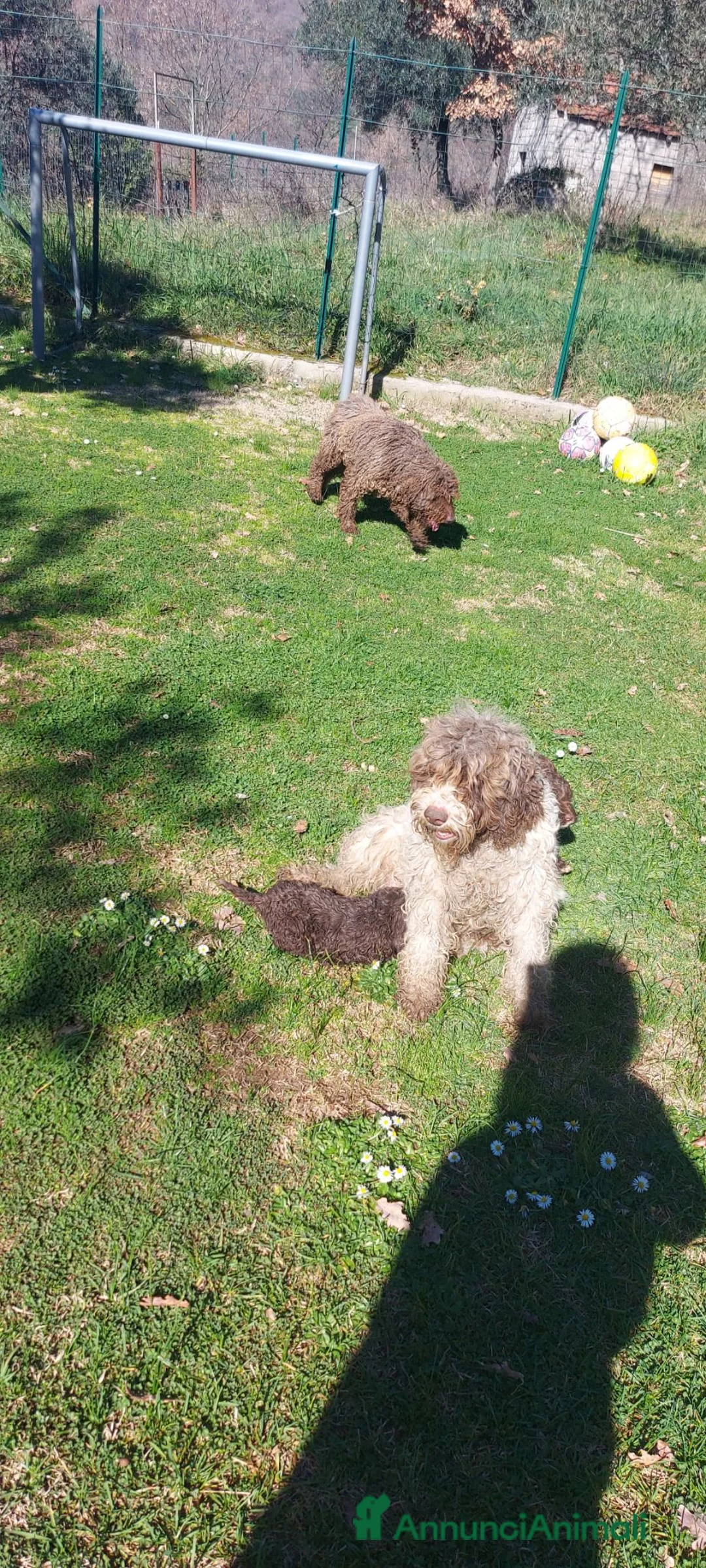 Lagotto cani in vendita: Lagotto romagnolo  - Annuncio 1