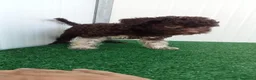 Lagotto cani in vendita: Lagotto Romagnolo  - Annuncio 10