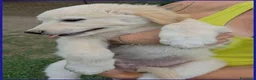 Meticcio cani in regalo: TZATZIKI simpatico cucciolotto - Annuncio 5