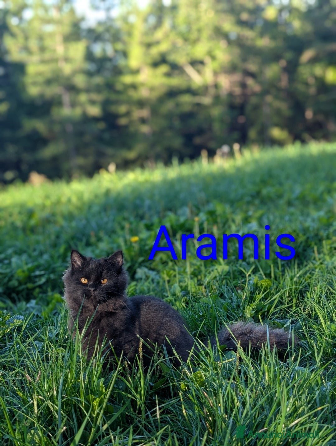 Siberiano gatti in vendita: Cuccioli di gatto siberiano  - Annuncio 8