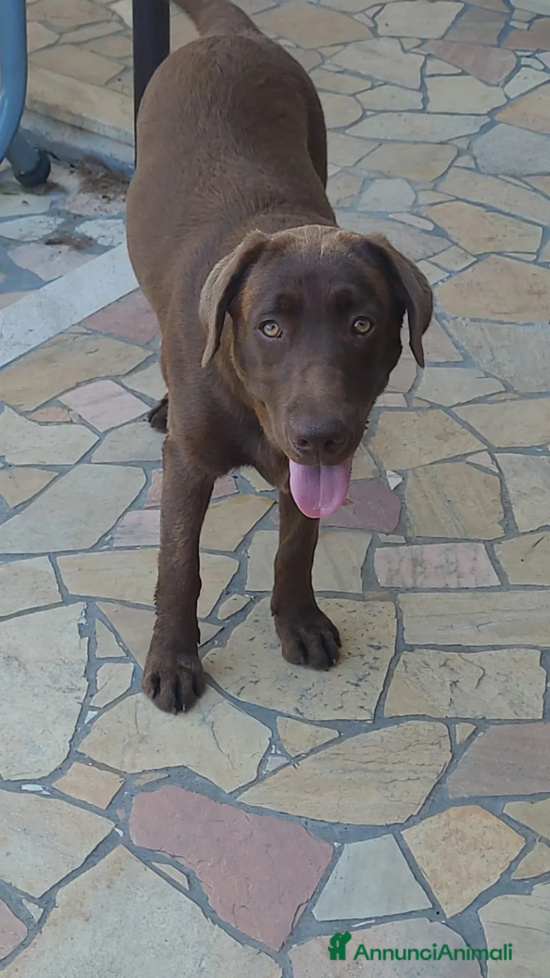 Labrador cani in vendita: Cucciolo labrador  a Provincia di Catanzaro - Annuncio 3