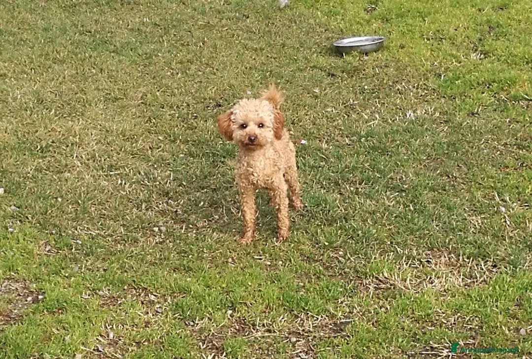 Barboncino Toy cani in vendita: Barboncino Toy albicocca e Red a Città metropolitana di Milano - Annuncio 3