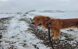 Golden Retriever cani per accoppiamento: Golden Retriever disponibile per monta a Provincia di Como - Immagine 1