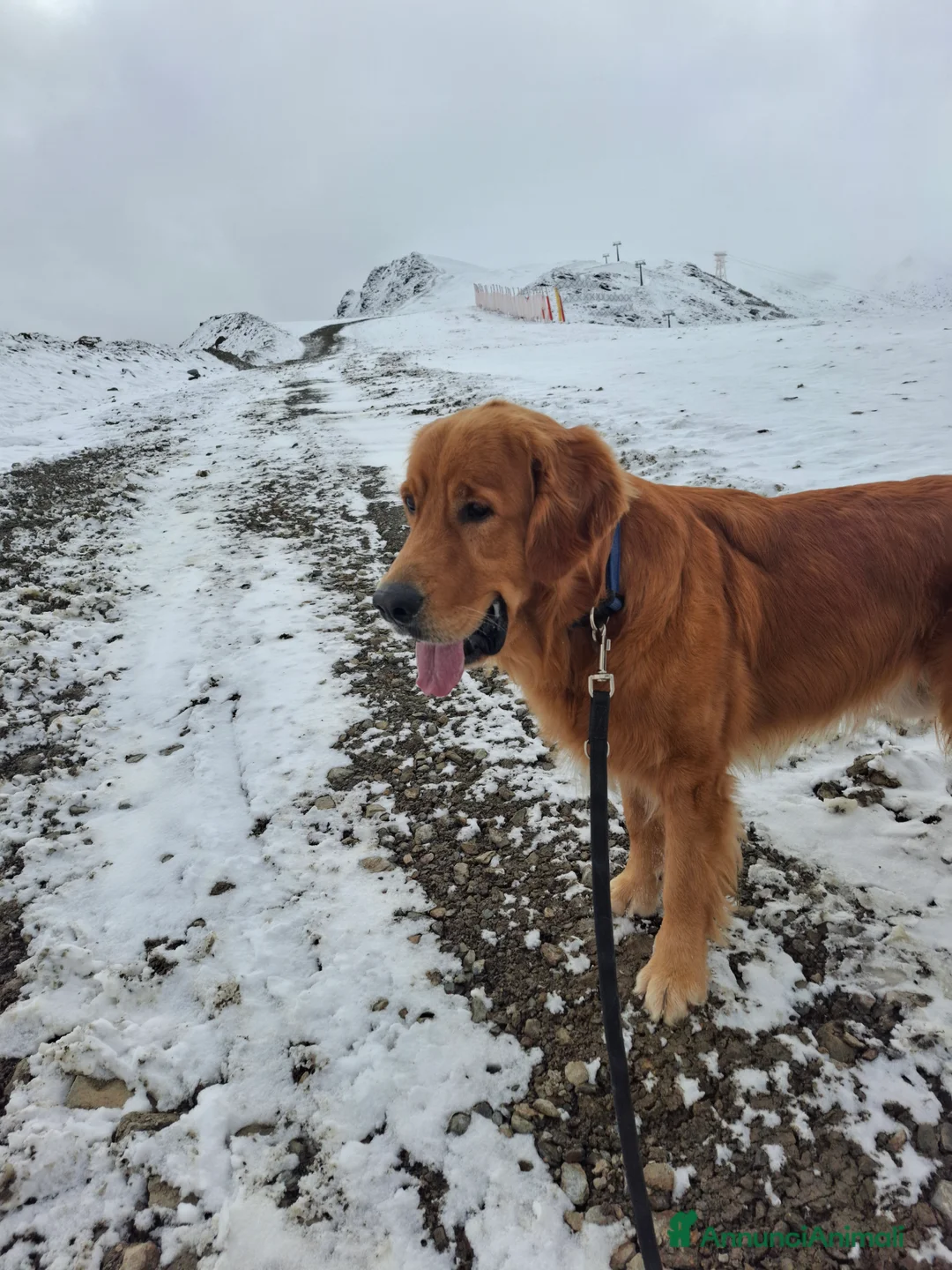 Golden Retriever cani per accoppiamento: Golden Retriever disponibile per monta a Provincia di Como - Annuncio 1