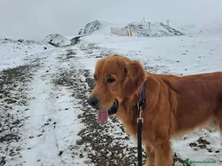 Golden Retriever cani Golden Retriever disponibile per monta a Provincia di Como - Annuncio 5