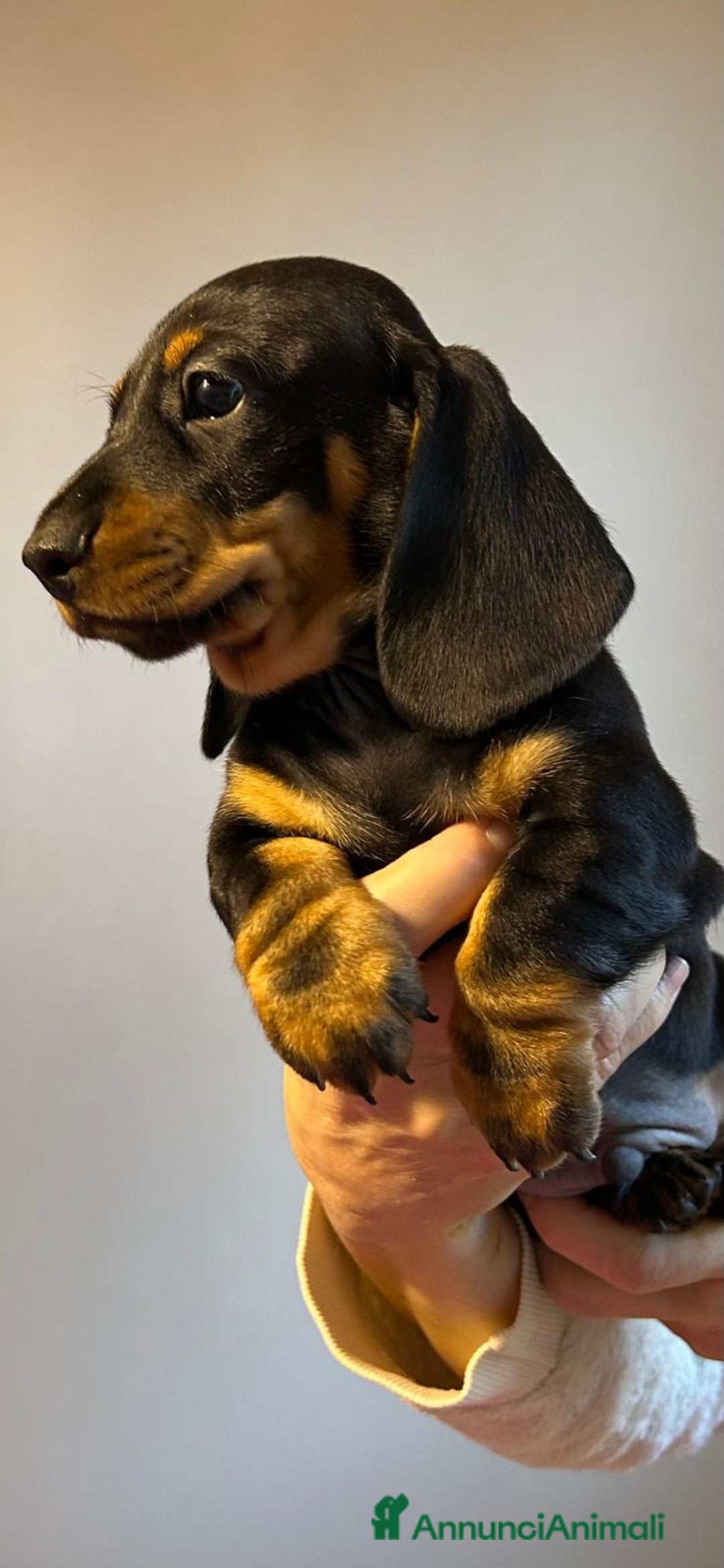 Bassotto cani in vendita: Bassotti Tedeschi Nani a Pelo Corto-Pedigree  - Annuncio 19