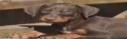 Dobermann cani in vendita: Cerco un Dobermann - Annuncio 2