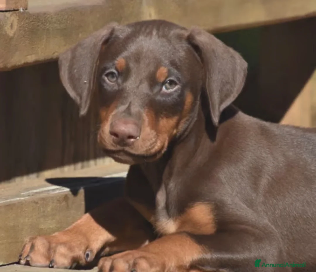 Dobermann cani in vendita: Cerco un Dobermann - Annuncio 2