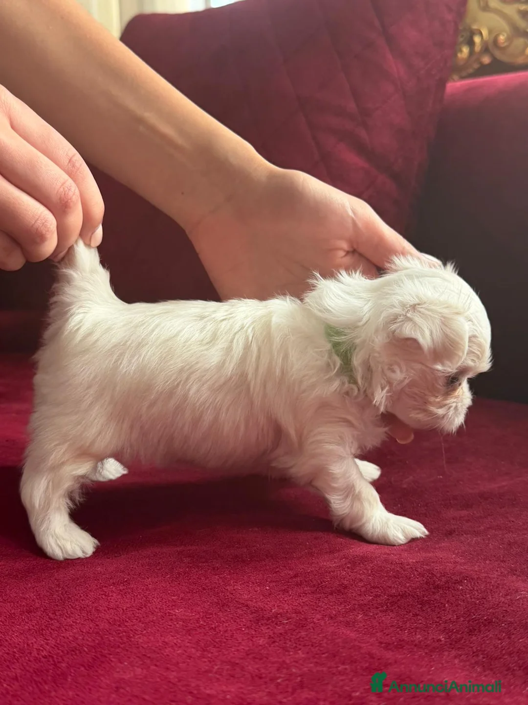 Maltese cani in vendita: 4 Principini bianchi Maltesi - Annuncio 7
