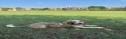 Meticcio cani in regalo: Oscar a Città Metropolitana di Genova - Annuncio 4