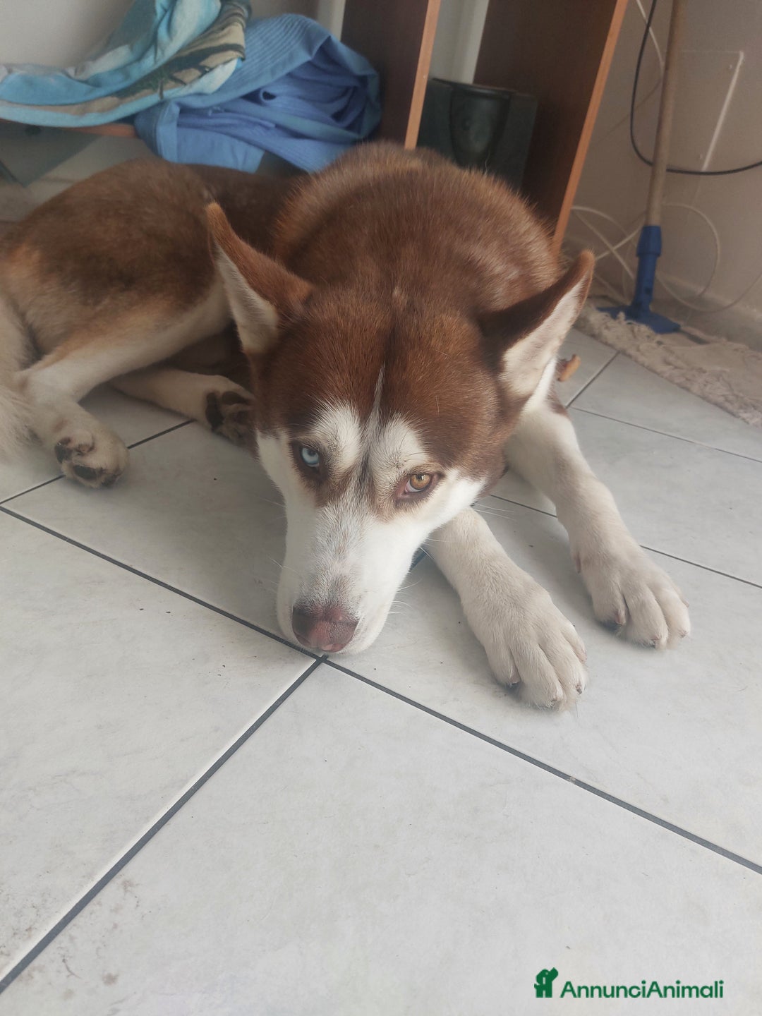 Husky cani in vendita: Vendo Cuccioli di Siberian Husky - Annuncio 2
