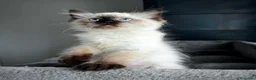 Ragdoll gatti in vendita: Bellissimi cuccioli di ragdoll - Annuncio 7