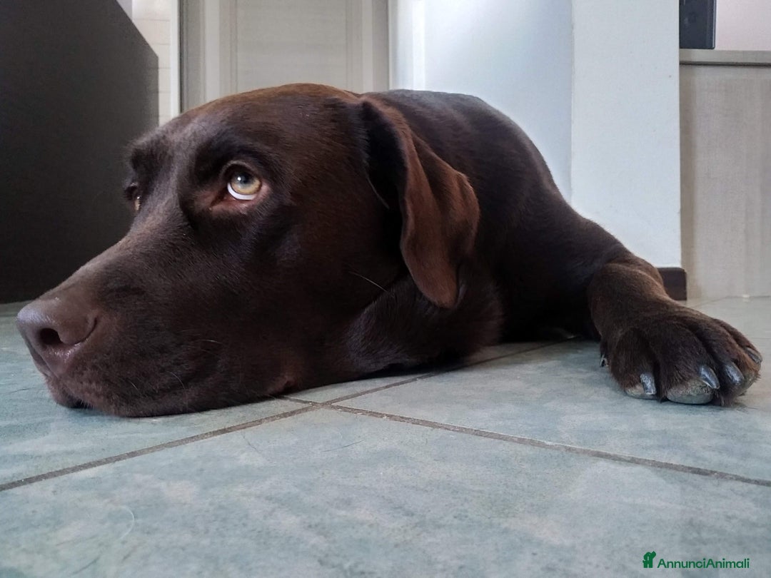 Labrador cani per accoppiamento: Labrador chocolate a Provincia di Ancona - Immagine 3