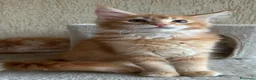 Maine Coon gatti in vendita: Maine Coon  - Annuncio 3