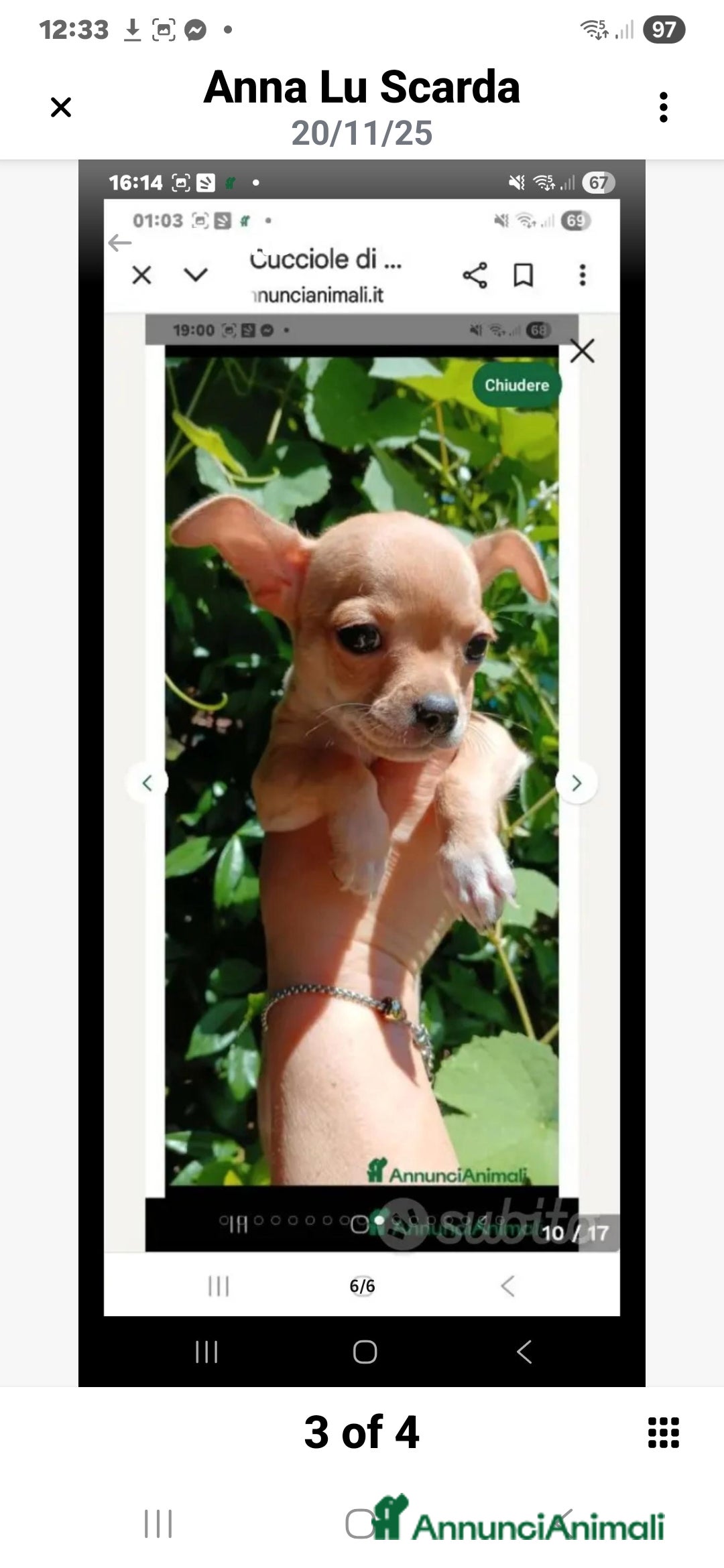 Chihuahua cani in vendita: Cuccioli di Chihuahua - Annuncio 14