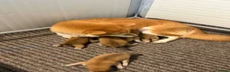 Shiba Inu cani in vendita: Shiba Inu con Pedigree Enci - Annuncio 1