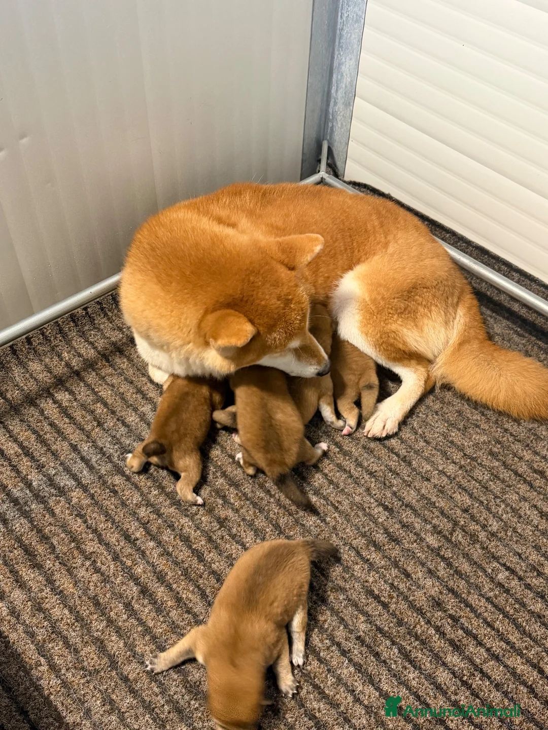 Shiba Inu cani in vendita: Shiba Inu con Pedigree Enci - Annuncio 1