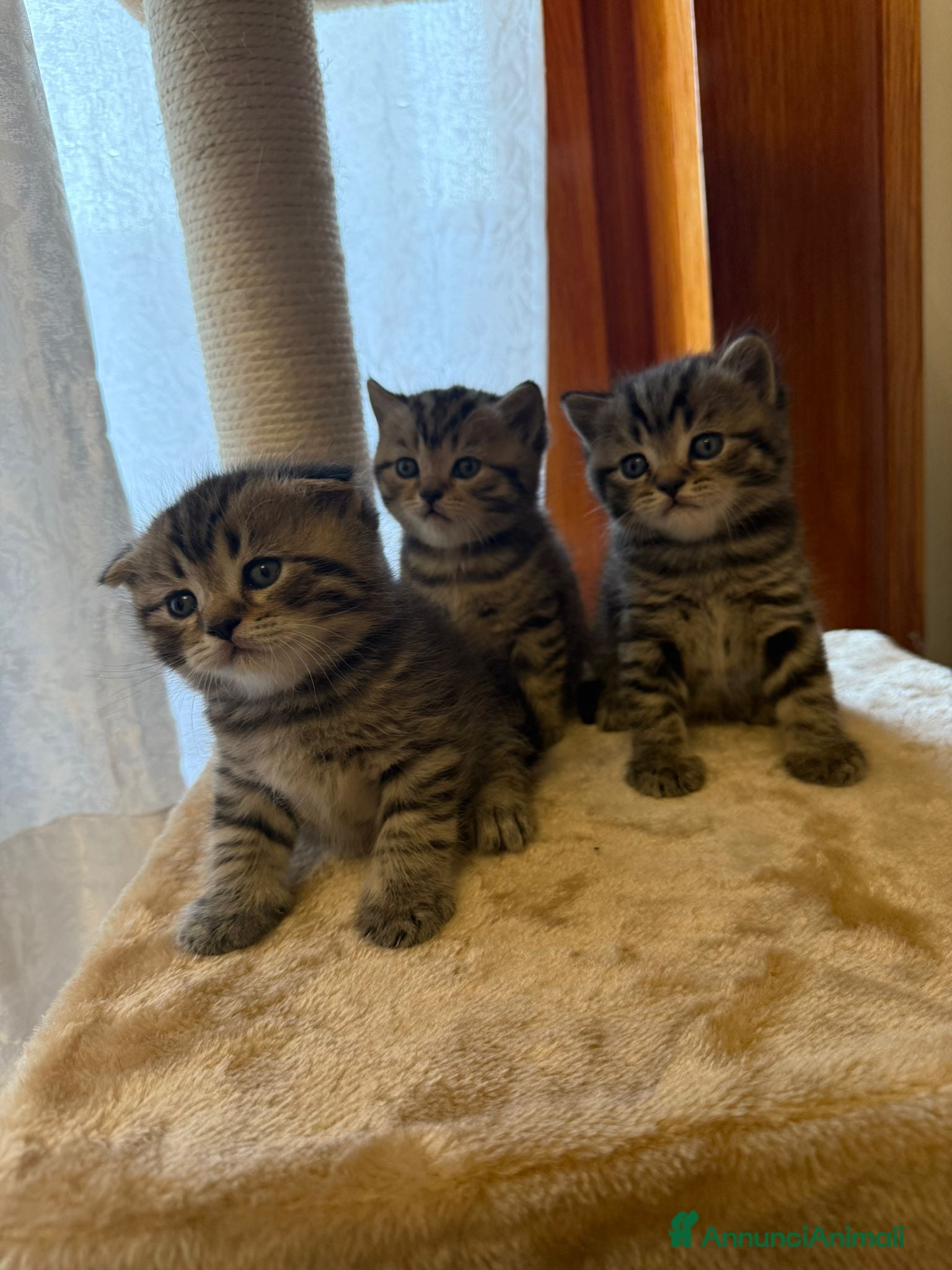 British gatti in vendita: British shorthair  - Annuncio 16