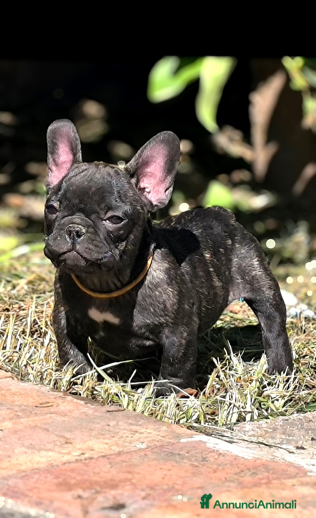 Bulldog Francese cani in vendita: Bulldog francese cuccioli enci a Provincia di Salerno - Annuncio 21