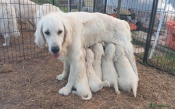 Golden Retriever cani in vendita: Bellissimi cuccioli golden retriever  a Provincia di Livorno - Immagine 5