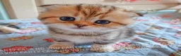 Scottish gatti in vendita: Cuccioli Scottish Fold con Pedigree - Annuncio 21
