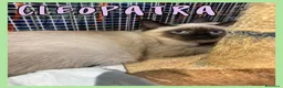 Europeo gatti in regalo: Gattini in adozione  - Annuncio 3
