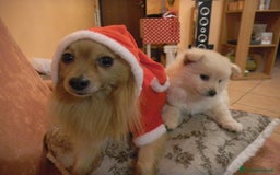Volpino Pomerania cani in vendita: Volpina spitz di pomerania a Provincia di Cuneo - Immagine 3