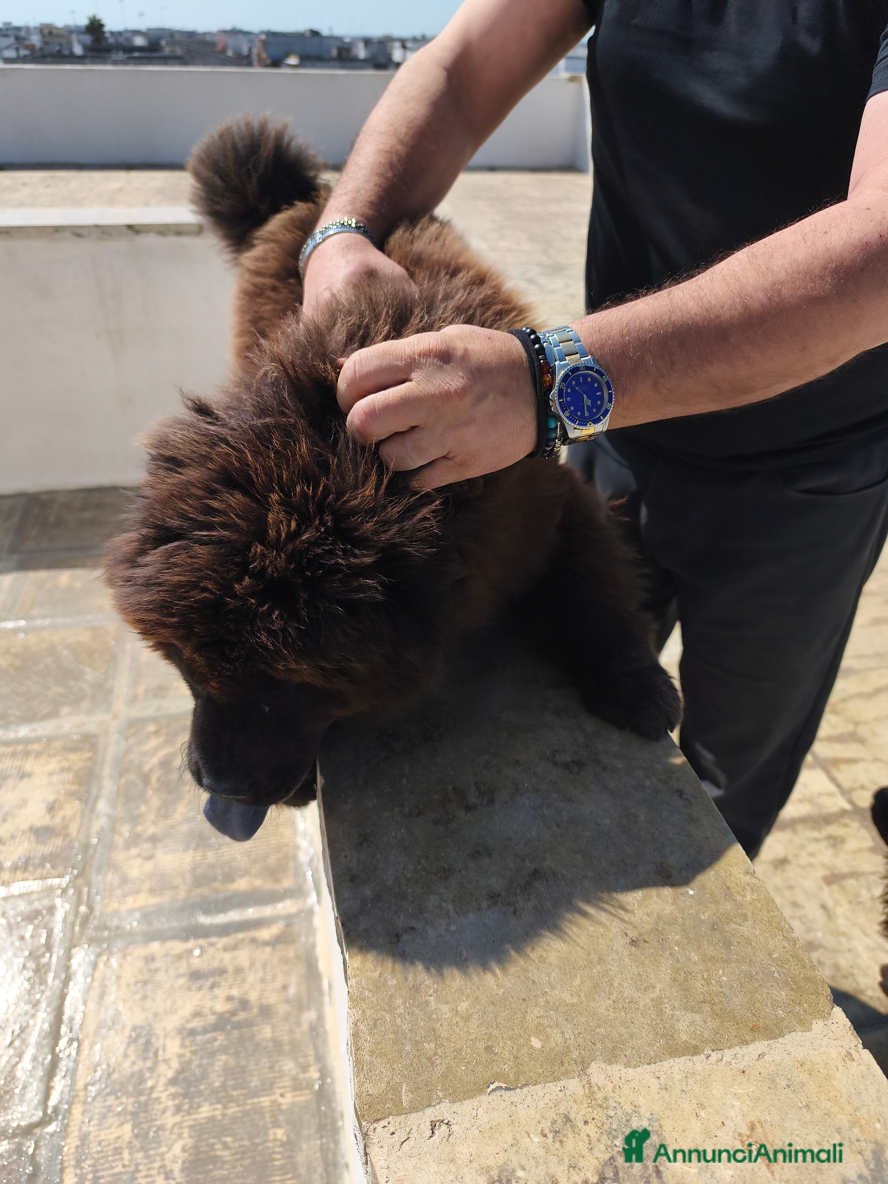 Chow Chow cani Chow chow - Annuncio 1