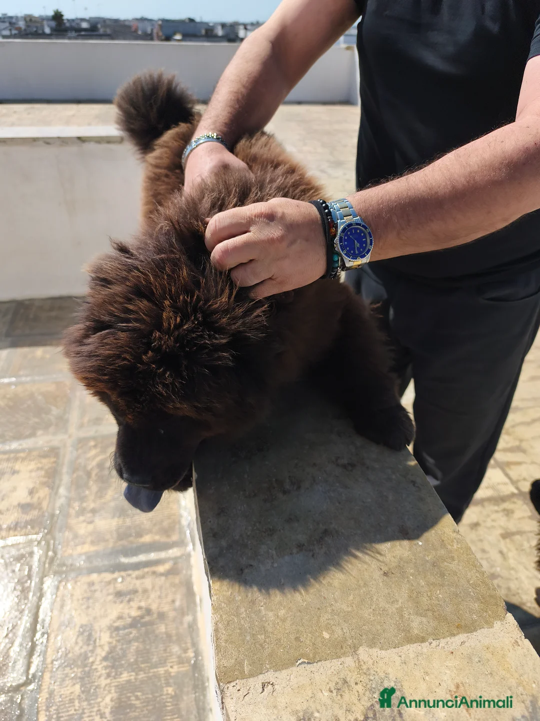 Chow Chow cani in vendita: Chow chow - Annuncio 1