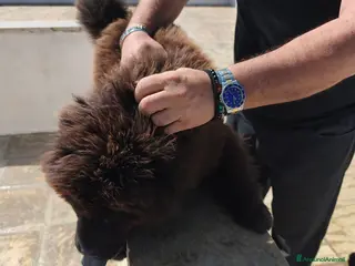 Chow Chow cani Chow chow - Annuncio 1