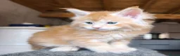 Maine Coon gatti in vendita: Maine coon a Provincia di Vicenza - Annuncio 5