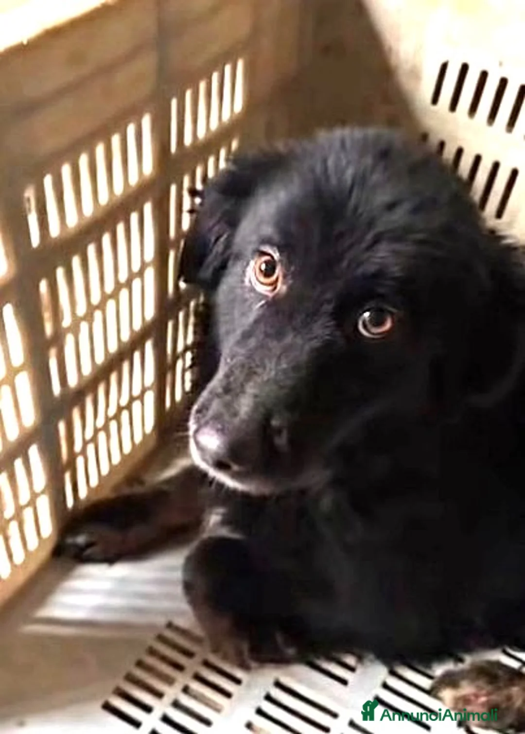 Meticcio cani in regalo: AsADIZ.DEL💔:mammina buttata inbox,brava contutti  - Annuncio 2