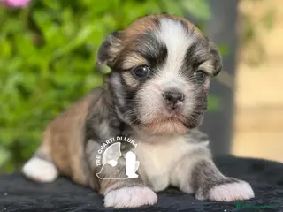 Maltipoo cani Lhasa Apso Maltipoo Barboncino Tre Quarti di Luna - Annuncio 36