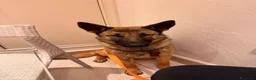 Pastore Belga cani in regalo: Regalo Sole - Annuncio 10