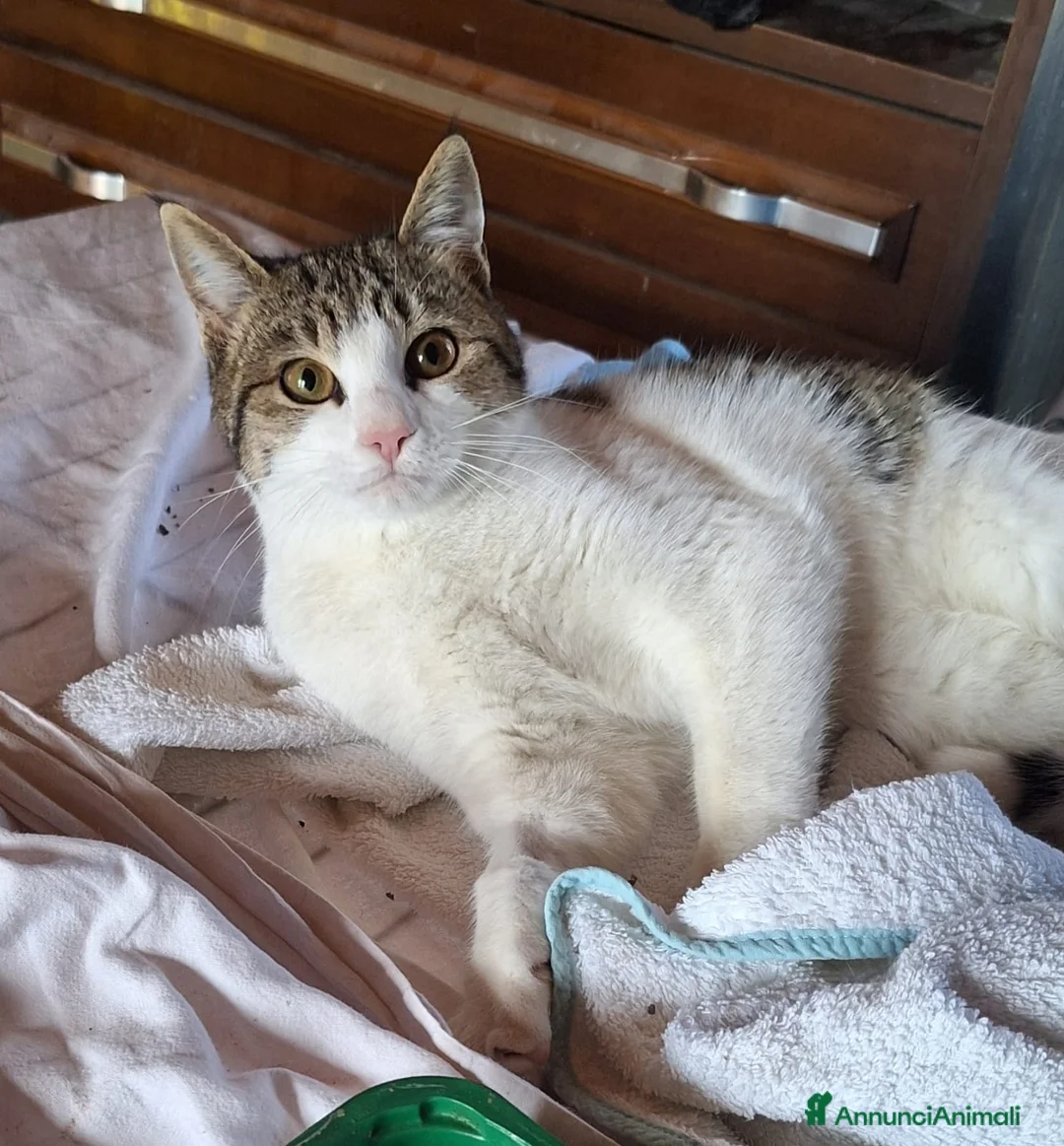 Europeo gatti in regalo: Emily, dolce come zucchero filato  a Città metropolitana di Milano - Annuncio 6