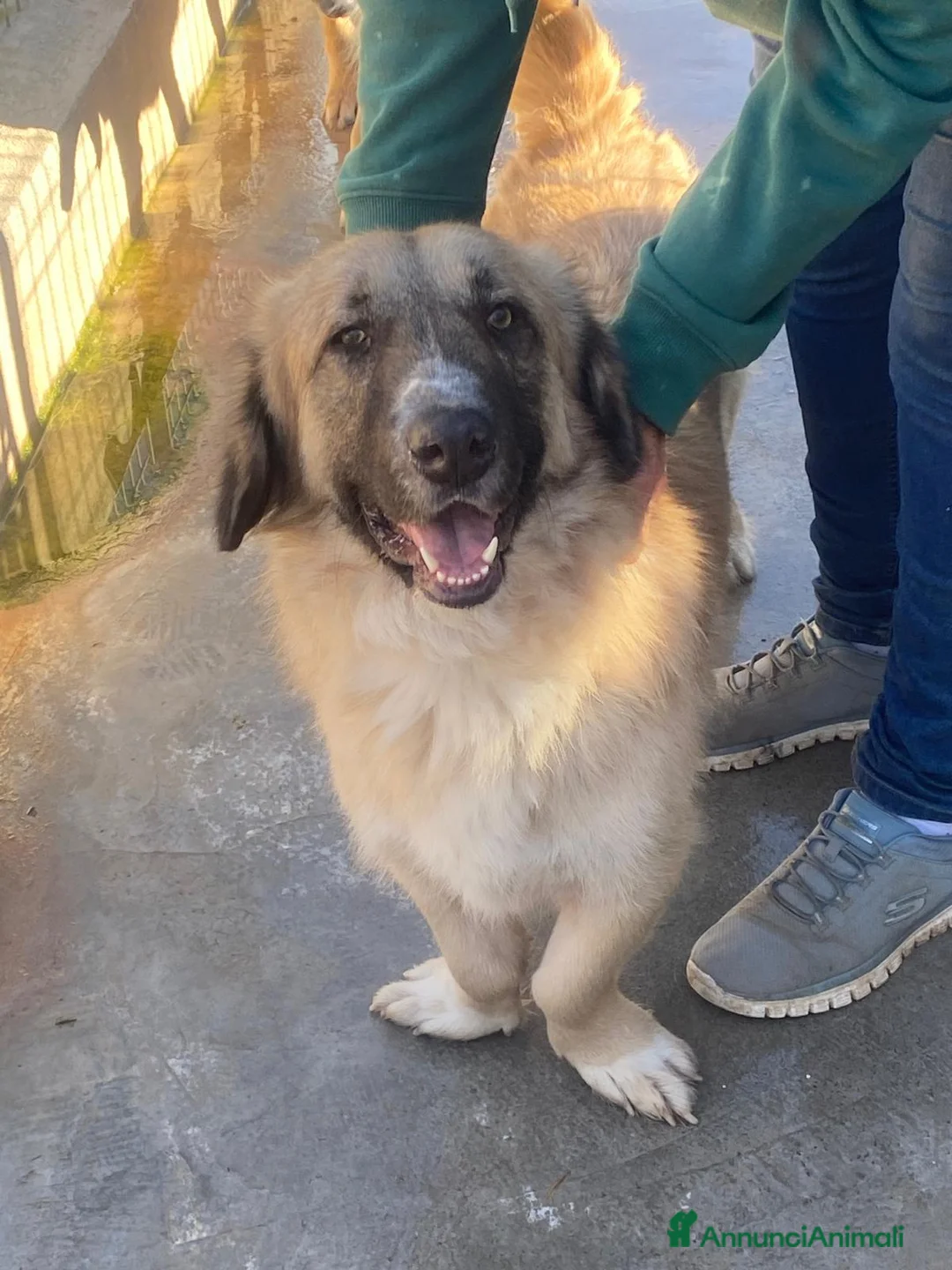 Meticcio cani in regalo: Ciaky cagnolino mansueto e coccolone - Annuncio 5