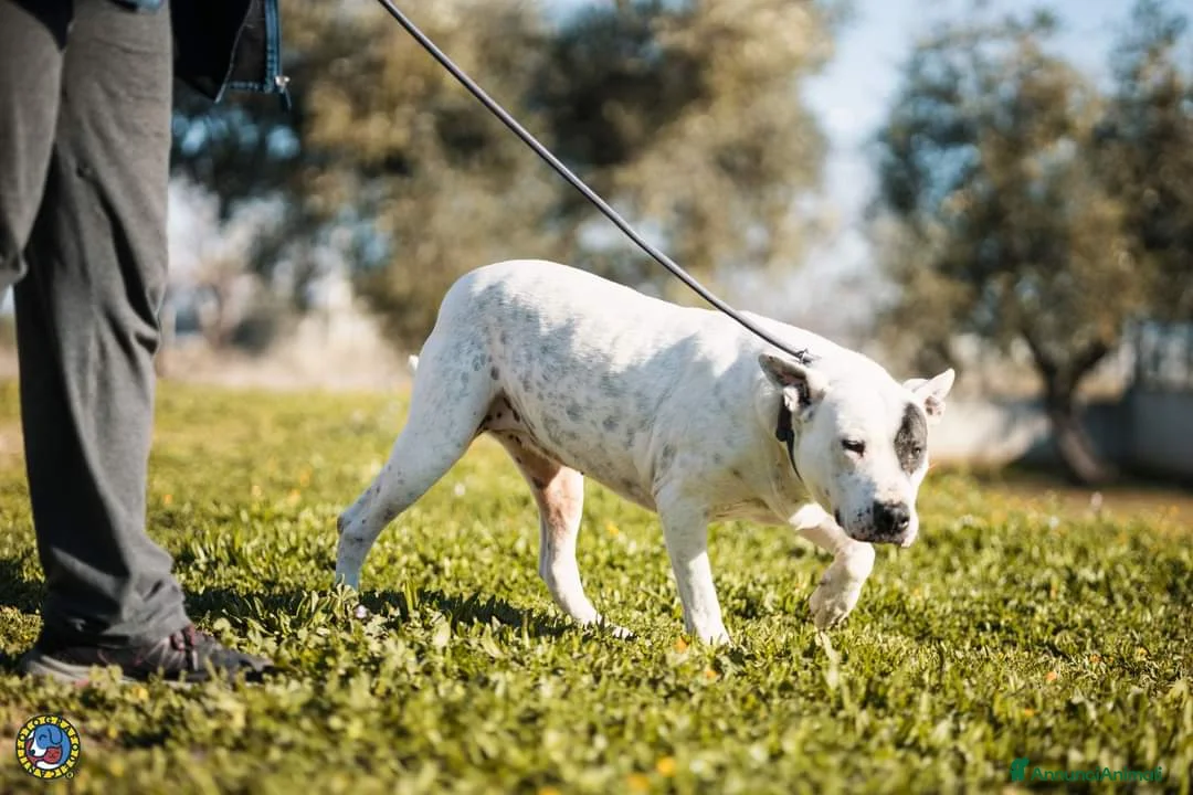 Meticcio cani in regalo: Magda, ci sarà pure qualcuno per te!!! a Città Metropolitana di Bari - Annuncio 6