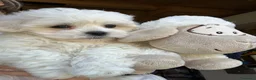 Maltese cani in vendita: Cuccioli di maltese - Annuncio 11