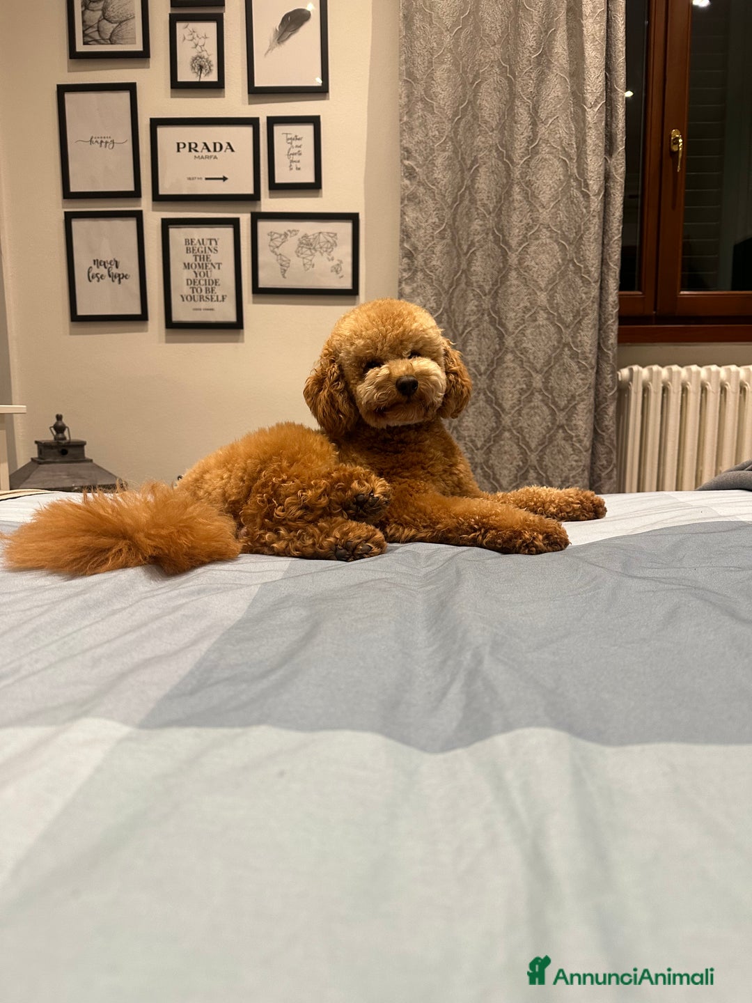 Barboncino cani per accoppiamento: Barboncino red maschio a Città Metropolitana di Firenze - Annuncio 5