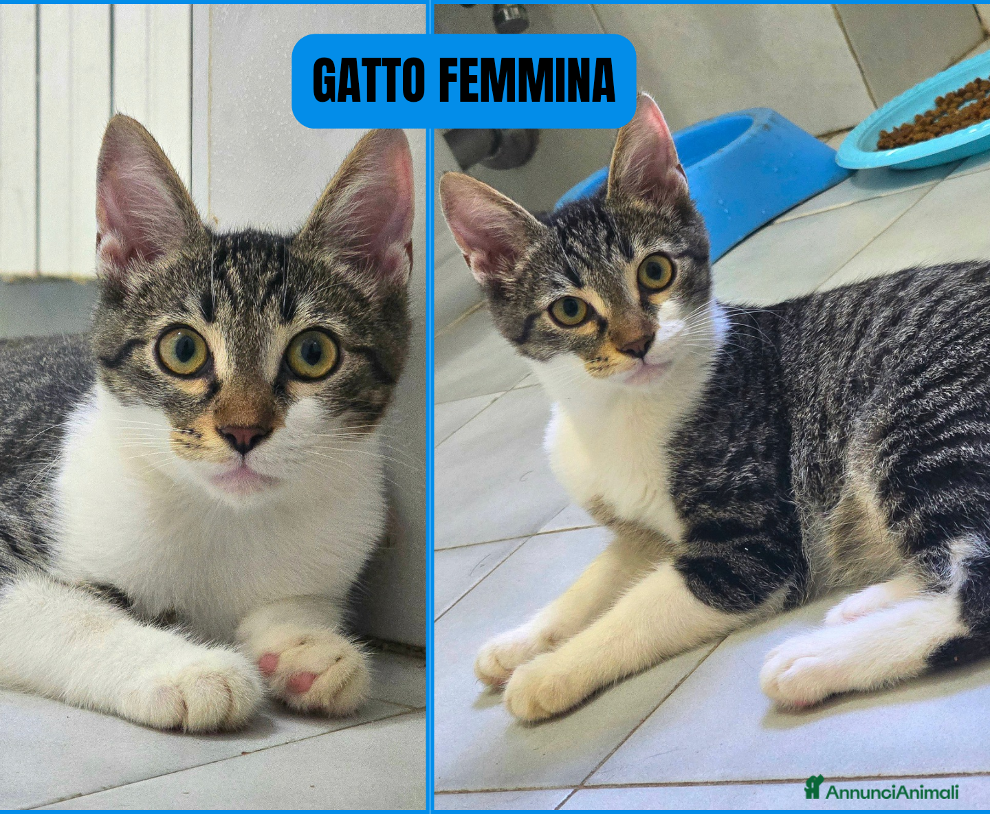 Europeo gatti Gattine sterilizzate e vaccinate - Annuncio 2