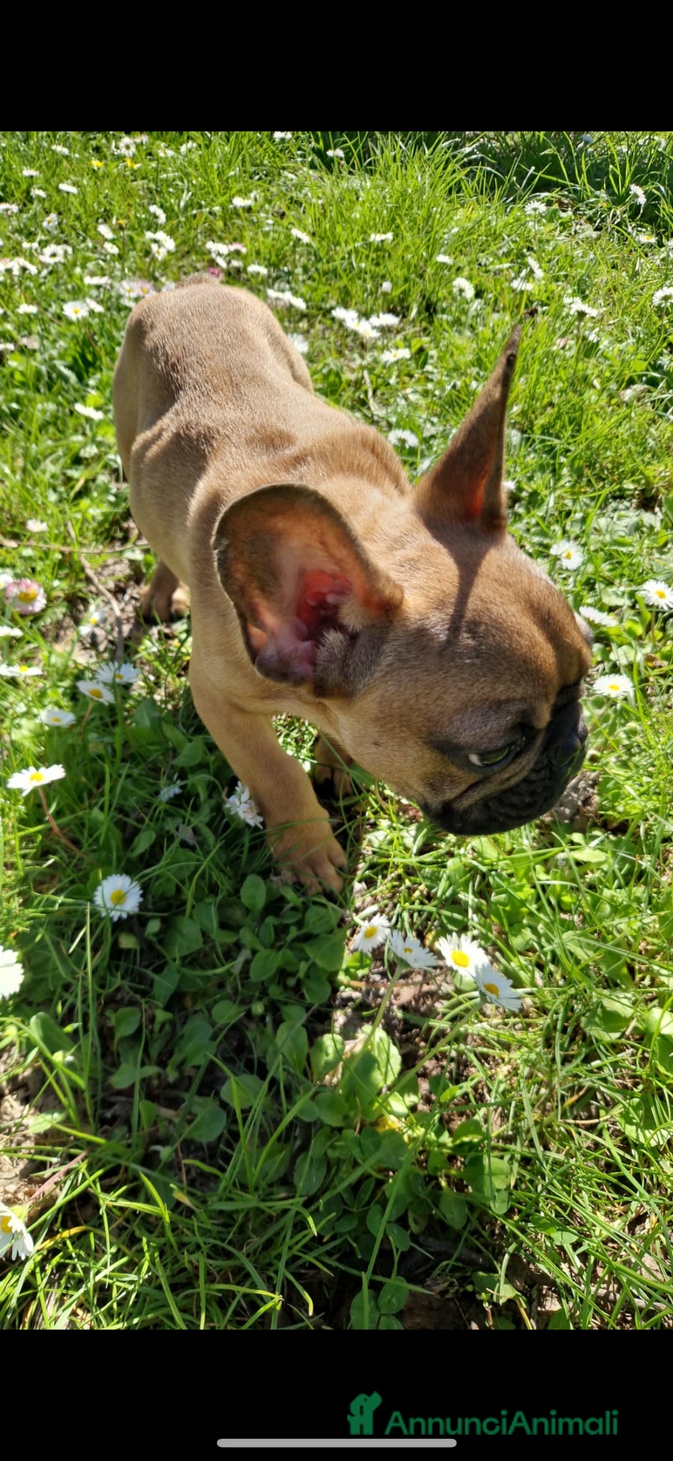 Bulldog Francese cani Dolcissimo cucciolo toy di bulldog f. con pedigree - Annuncio 7