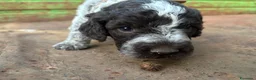 Lagotto cani in vendita: Cuccioli di lagotto  a Provincia di Viterbo - Annuncio 6