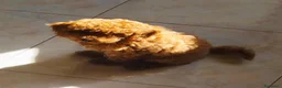 Meticcio cani in vendita: Figlia di Barboncina Toy e Barboncino Nano - Annuncio 3