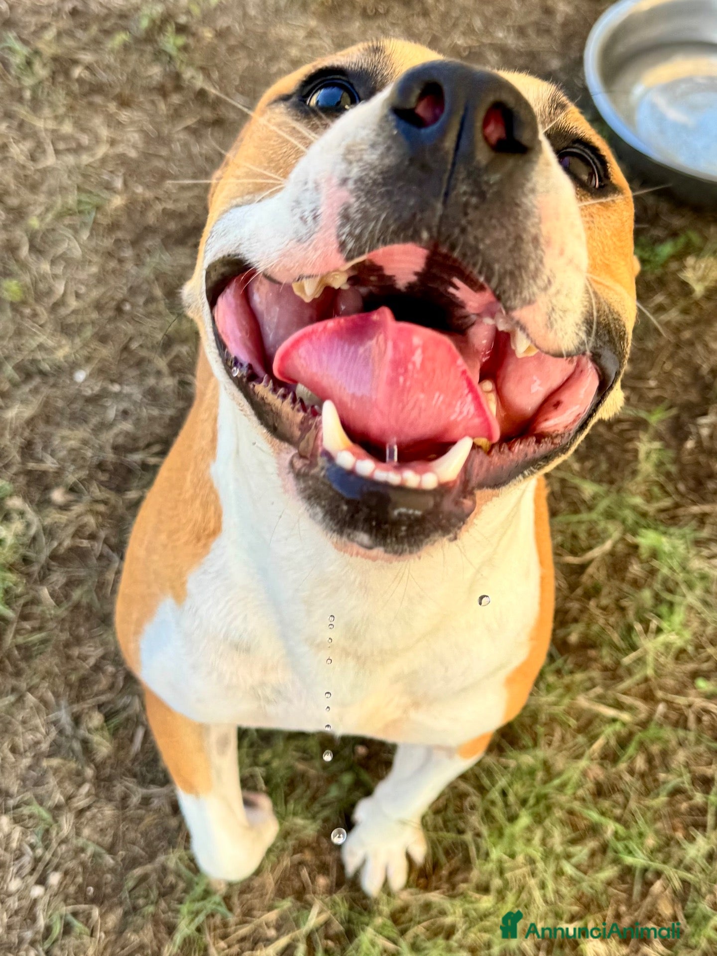 Meticcio cani Sofie 2 anni 20 kg socievole  - Annuncio 24