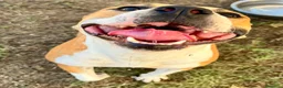 Meticcio cani in regalo: Sofie 2 anni 20 kg socievole  - Annuncio 1