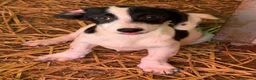 Meticcio cani in regalo: FLORIA e FANA, sorelline a macchioline! TG PICCOLA - Annuncio 6