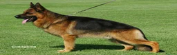 Pastore Tedesco cani in vendita: Pastore tedesco per veri appassionati. Cuccioli - Annuncio 5