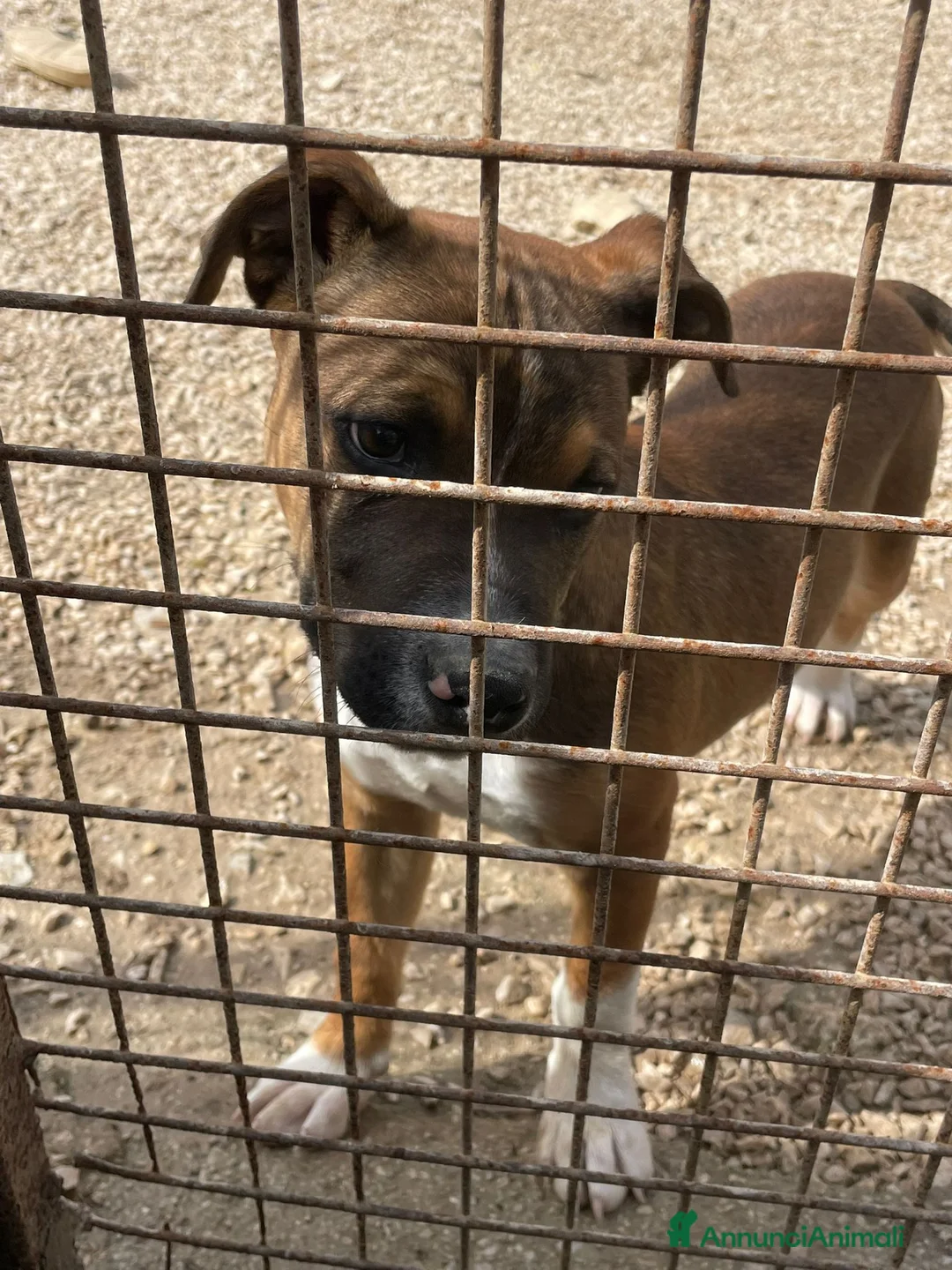 Meticcio cani in regalo: CHOCO DOLCISSIMO PIT - Annuncio 2